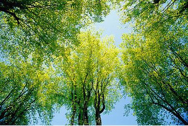 剧透慎入：玩家发掘《艾尔登法环》隐藏结局